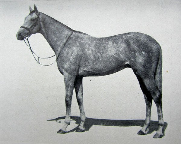 stallion Tabriz xx (Thoroughbred, 1947, from Tehran xx)