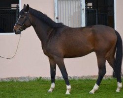 Springpferd Mr Macho (Bayer, 2008, von Montendro)