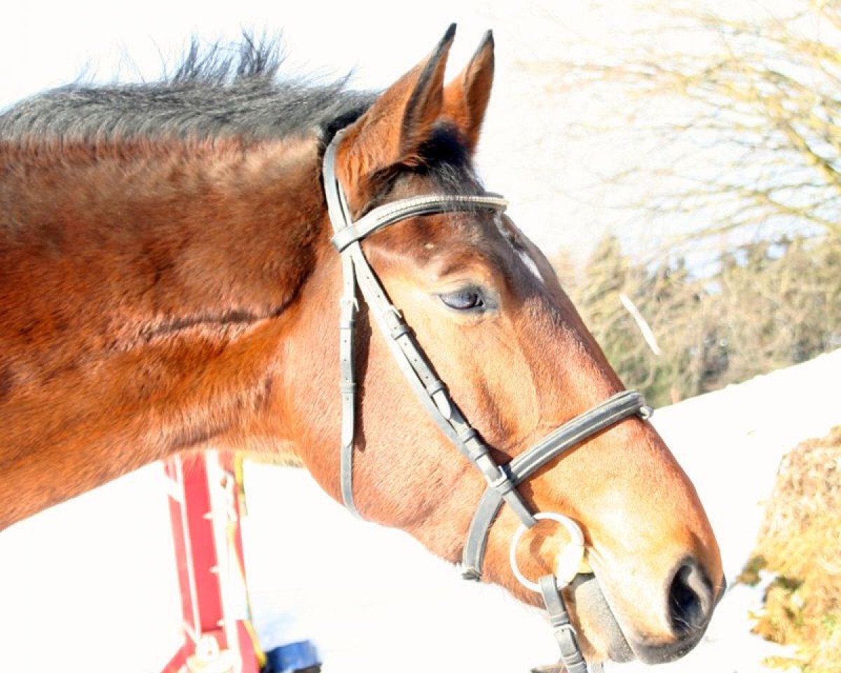 Pferd Pilotdino Junior (Westfale, 2008, von Pilotdino)