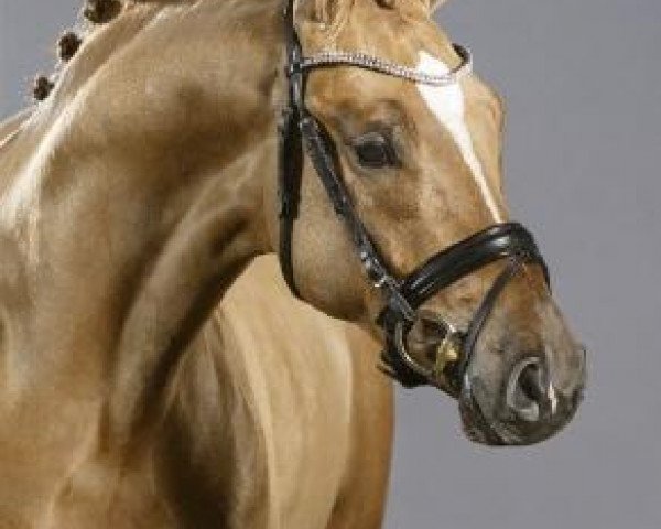 dressage horse Digital AT (German Riding Pony, 2011, from FS Don't Worry)