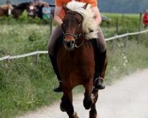 horse Dugur vom Sonnenhof (Iceland Horse, 2004, from Atli vom Brock)