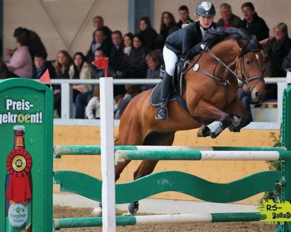 Springpferd Stakkato's Starlet (Deutsches Sportpferd, 2005, von Stakkato Gold) Springpferd Stakkato's Starlet (Deutsches Sportpferd, 2005, von Stakkato Gold)