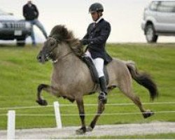 stallion Saer fra Bakkakoti (Iceland Horse, 1997, from Orri frá Þúfu i Landeyjum)