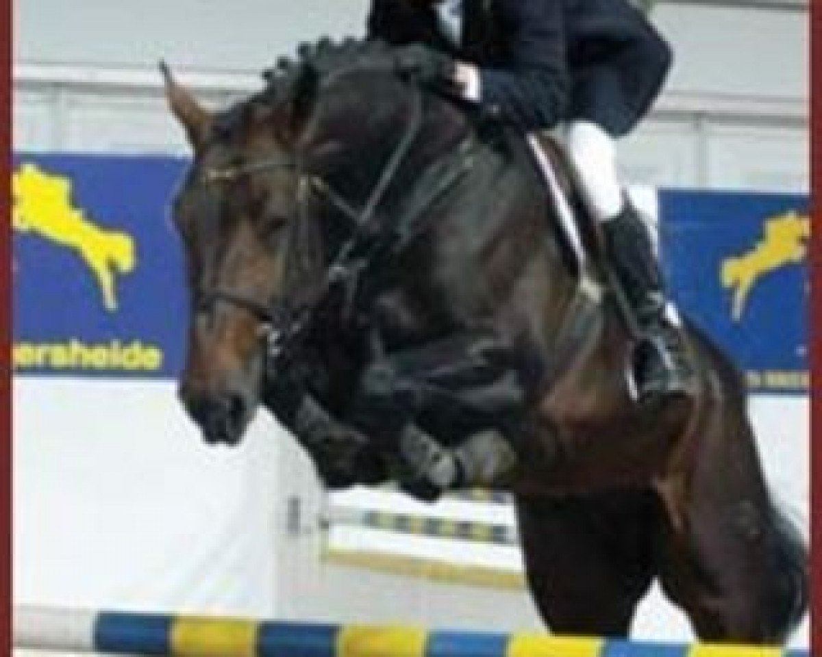 stallion Tolano van het Riethof (Belgian Warmblood, 1996, from Chin Chin)
