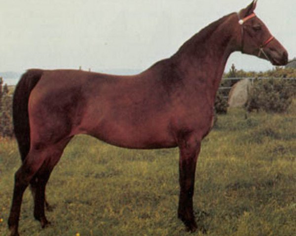 broodmare Borexia ox (Arabian purebred, 1968, from Exelsjor ox)