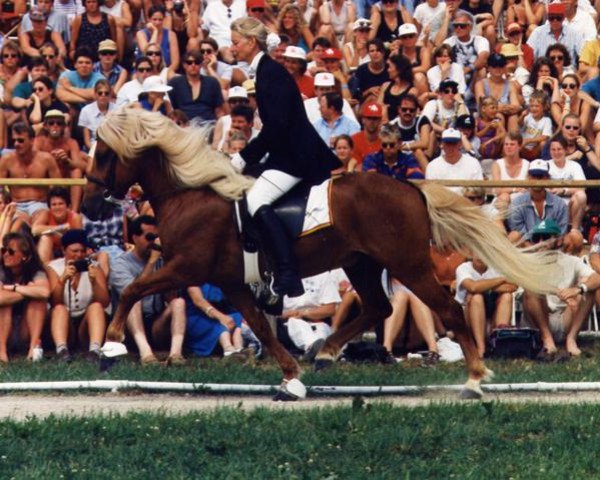 Deckhengst Mergur vom Wendalinushof (Islandpferd, 1985, von Magnus vom Grenzland) Deckhengst Mergur vom Wendalinushof (Islandpferd, 1985, von Magnus vom Grenzland)
