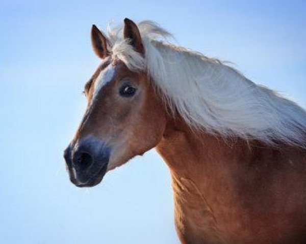 Zuchtstute Stina (Haflinger, 1995, von El.H. /P.H Steinadler)