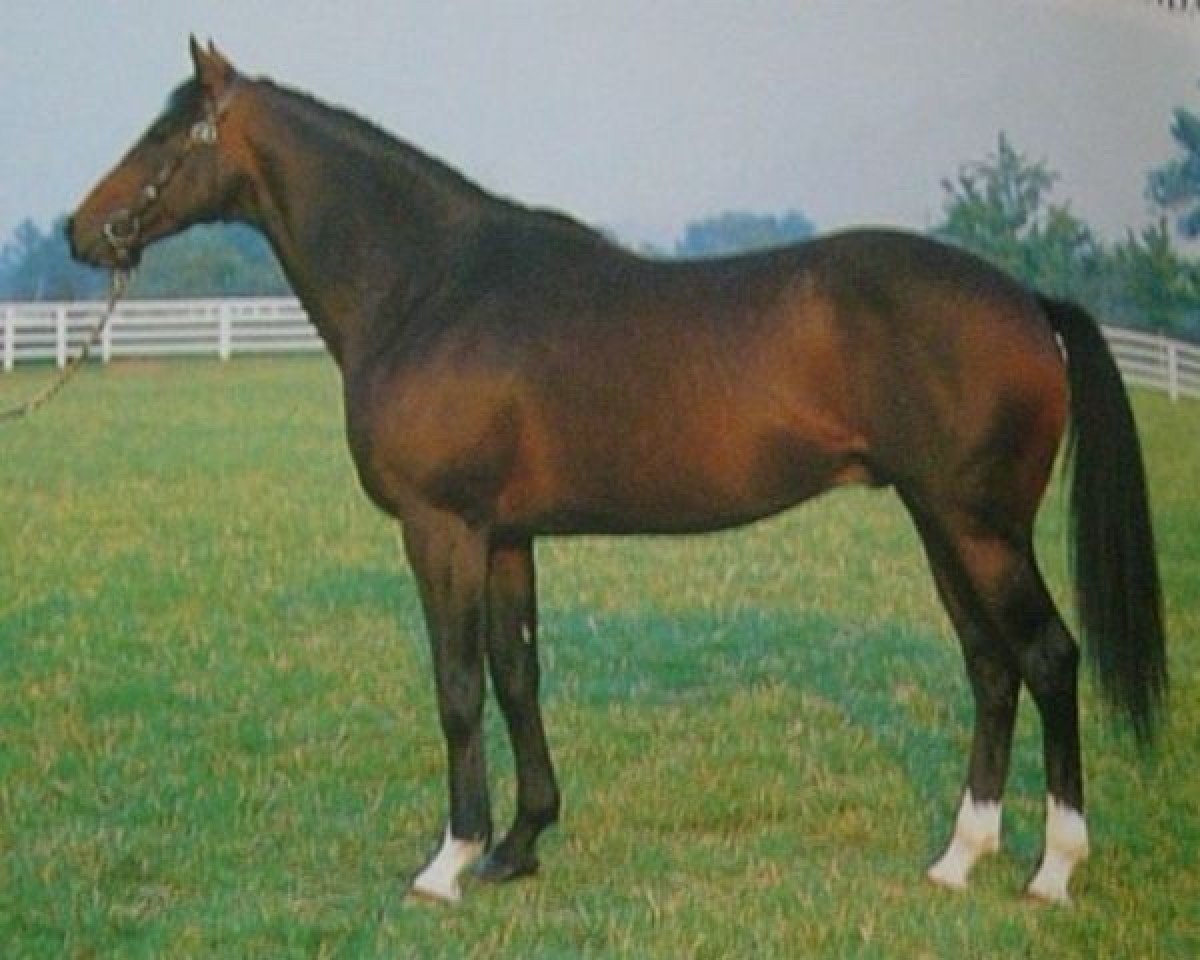 stallion Lashkari xx (Thoroughbred, 1981, from Mill Reef xx)