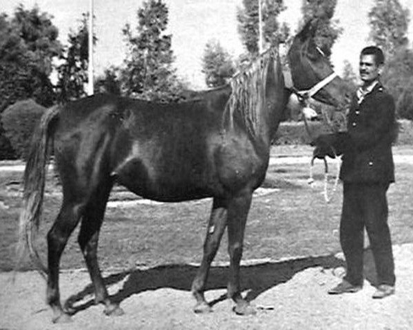 broodmare Fifi EAO (Arabian purebred, 1963, from Anter 1946 EAO)