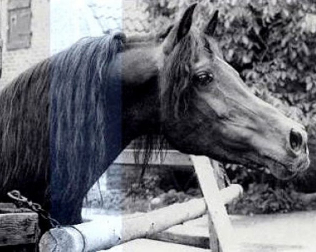 Deckhengst Farouk EAO (Vollblutaraber, 1971, von Tuhotmos 1962 EAO)