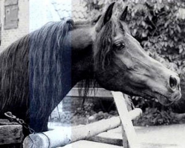Deckhengst Farouk EAO (Vollblutaraber, 1971, von Tuhotmos 1962 EAO)
