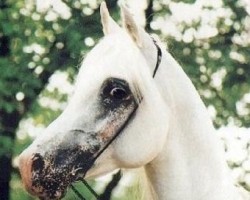 stallion Mashour ox (Arabian purebred, 1980, from Madkour I ox)