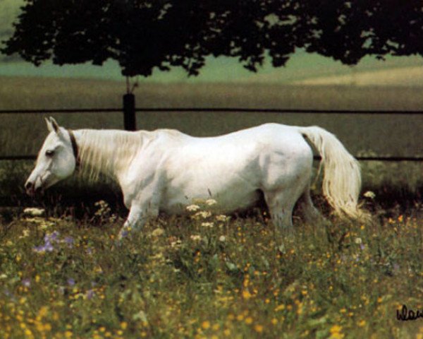 broodmare Nabya 1969 EAO (Arabian purebred, 1969, from Hadban Enzahi 1952 EAO)