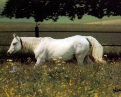broodmare Nabya 1969 EAO (Arabian purebred, 1969, from Hadban Enzahi 1952 EAO)
