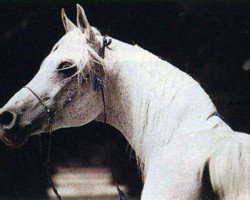 stallion Nasir EAO (Arabian purebred, 1978, from Gharib ox)