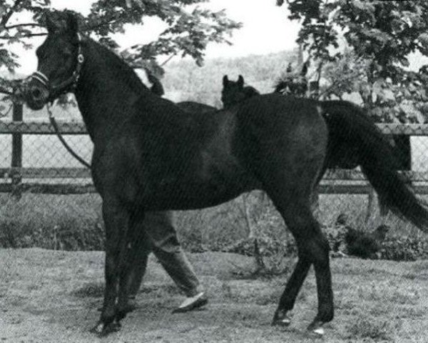 stallion Joka-Tuam 1972 ox (Arabian purebred, 1972, from Kassam ox)