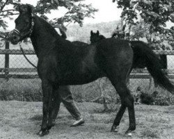 stallion Joka-Tuam 1972 ox (Arabian purebred, 1972, from Kassam ox)