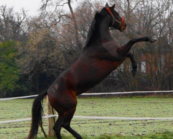 broodmare Beach baby (Hanoverian, 2000, from Böhmer's As)