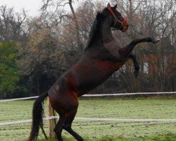 broodmare Beach baby (Hanoverian, 2000, from Böhmer's As)
