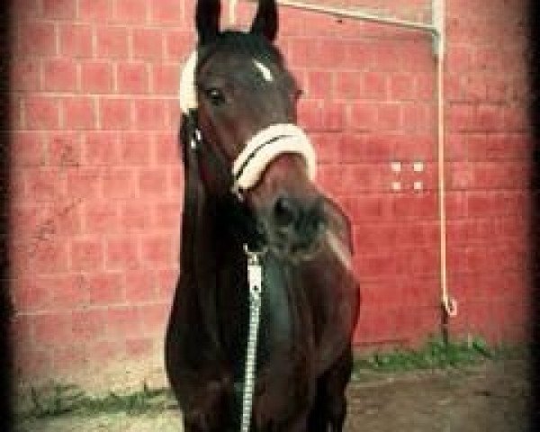 Pferd Lanski xx (Englisches Vollblut, 1998, von Indian Ridge xx)