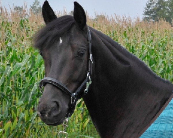 horse Big L'Amour (German Riding Pony, 2008, from FS Pour l'Amour)