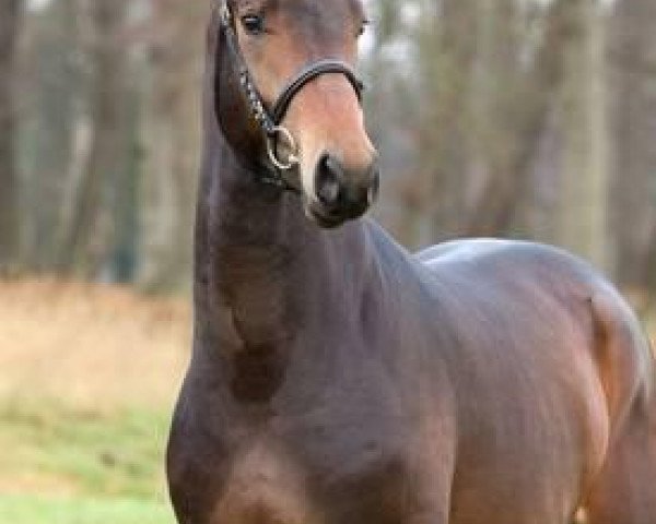 stallion Fidelior (Oldenburg, 2011, from Fidertanz)