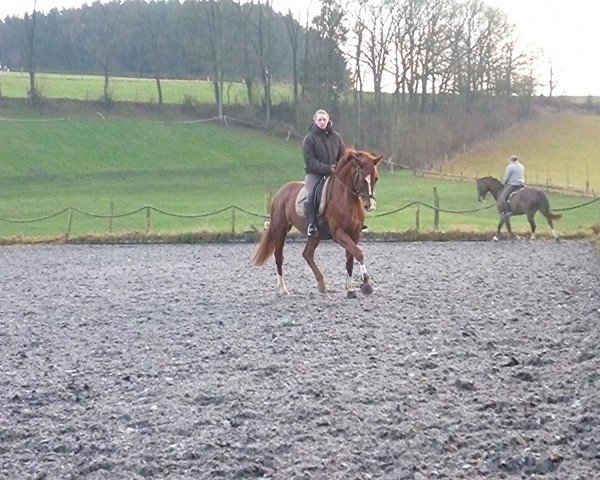 Pferd Sandros Bombari (KWPN (Niederländisches Warmblut), 2006, von Santano)