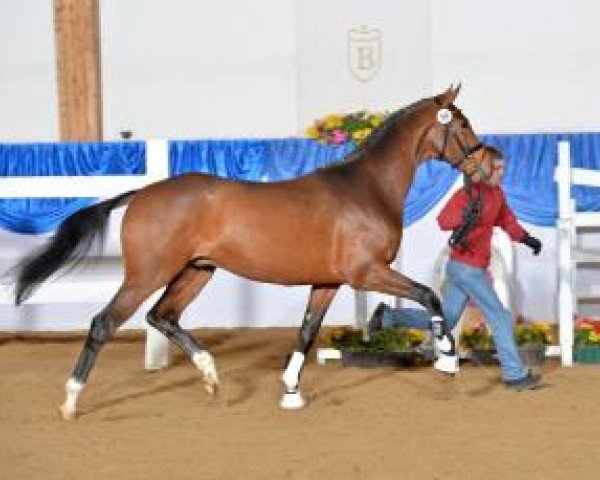 dressage horse Jazeel (Westphalian, 2011, from Jazz)