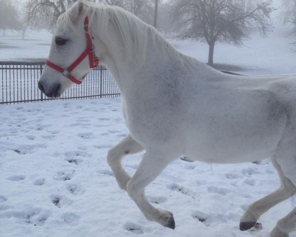 horse Silver Dream (German Riding Pony, 1992, from Silvertop's As)