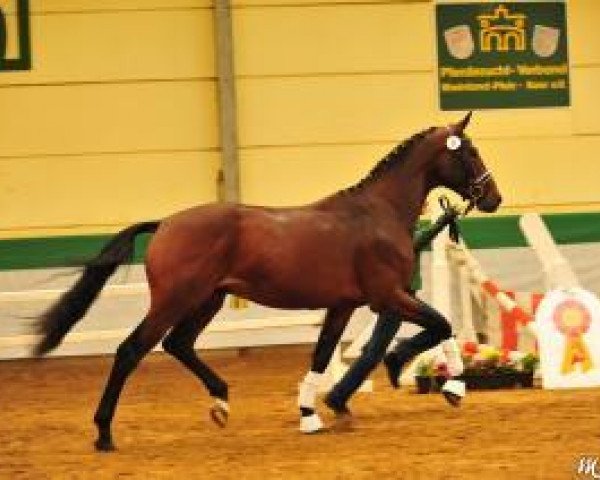 stallion Bocuse (Oldenburg, 2011, from Bordeaux 28)