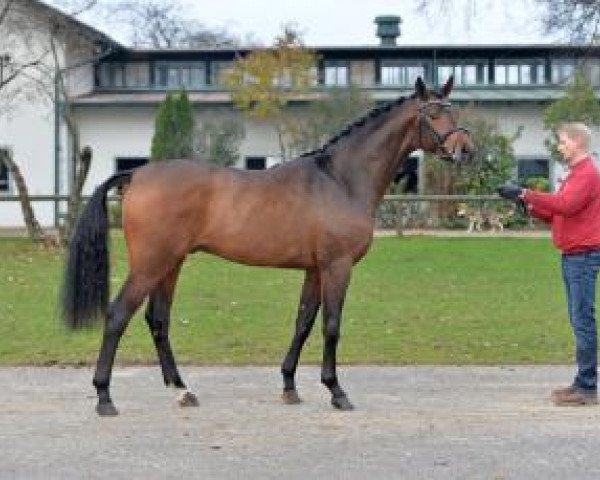 Dressurpferd Bowmore (Bayer, 2011, von Belissimo NRW)
