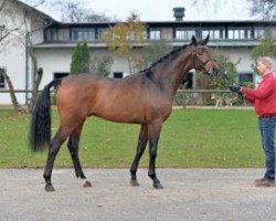 Dressurpferd Bowmore (Bayer, 2011, von Belissimo NRW)