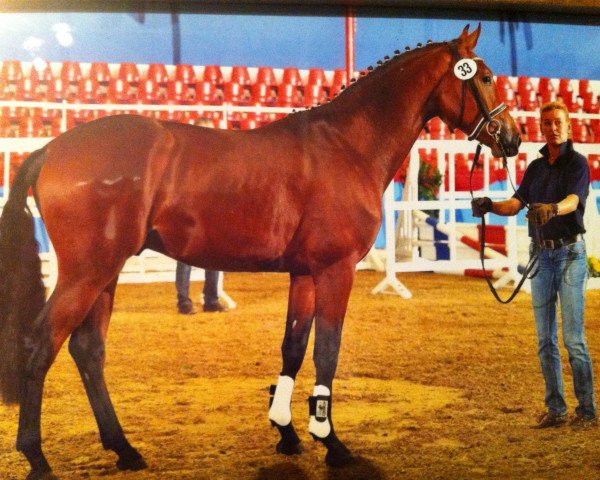 jumper Commissario 8 (Oldenburg show jumper, 2009, from Califax)