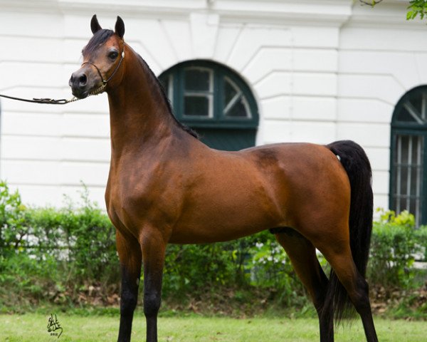 Ogier kryjący Kahil Al Shaqab ox (Amerykański Ciepłokrwisty, 2008, od Marwan Al Shaqab ox)