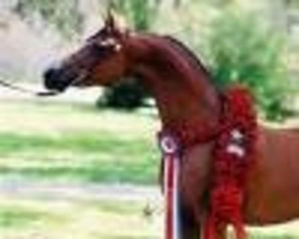 broodmare Albigowa ox (Arabian purebred, 1987, from Fawor ox)