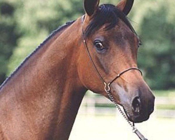 broodmare Pianosa ox (Arabian purebred, 1998, from Eukaliptus ox)