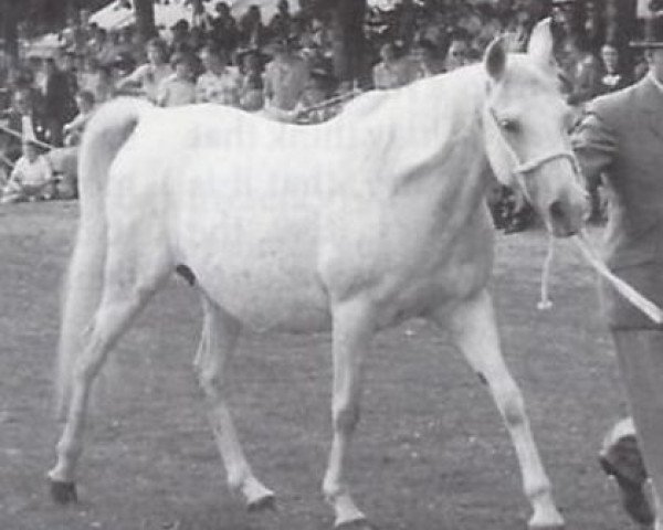 Broodmare Nasam EAO (Purebred Arabian, 1947, from Shihab EAO)