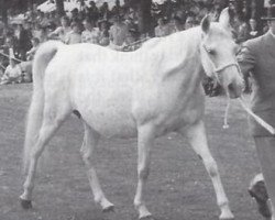 broodmare Nasam EAO (Arabian purebred, 1947, from Shihab EAO)