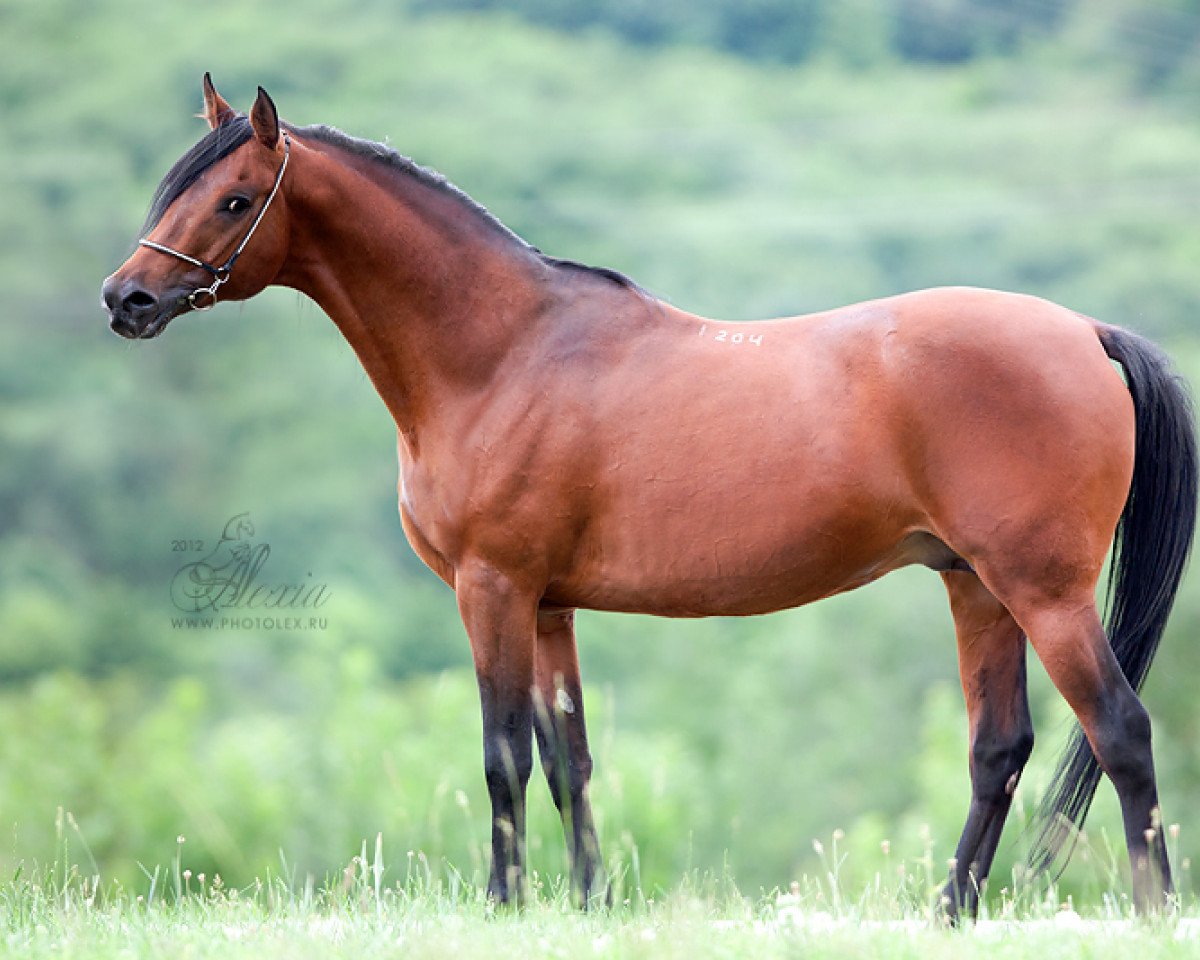 stallion Newmarket 2004 ox (Arabian purebred, 2004, from Marwan I ox)
