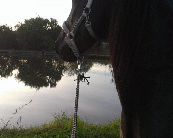 horse Evita H. (Friese, 2009, from Brandus 345)