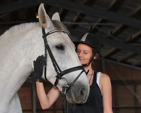 horse Iran (Sachse, 2000, from Indygo)