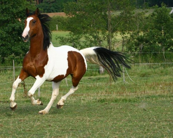 broodmare Laneica (Oldenburg, 2004, from Landfürst)