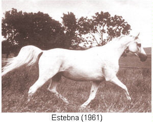 broodmare Estebna ox (Arabian purebred, 1961, from Nabor 1950 ox)