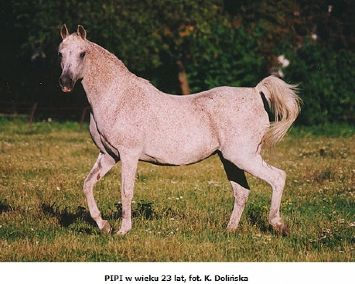 Fattrice Pipi ox (Puro sangue arabo, 1981, di Banat 1967 ox)