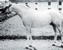 stallion Laur ox (Arabian purebred, 1946, from Lotnik 1938 ox)