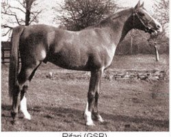 stallion Rifari ox (Arabian purebred, 1941, from Faris ox)