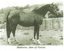 broodmare Shabrette ox (Arabian purebred, 1950, from Rissalix EAO)