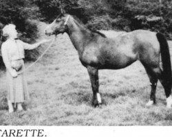broodmare Farette ox (Arabian purebred, 1954, from Rifari ox)