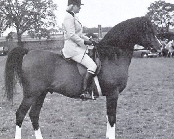 stallion Bey Shadow ox (Arabian purebred, 1961, from Bright Shadow 1948 ox)