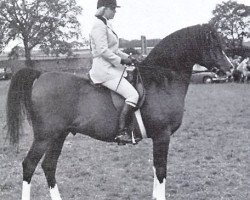 stallion Bey Shadow ox (Arabian purebred, 1961, from Bright Shadow 1948 ox)